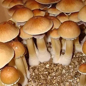 Matias Romero Magic Mushrooms