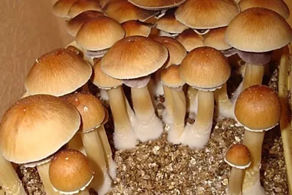 Matias Romero Magic Mushrooms