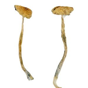 Nepal Chitwan mushroom