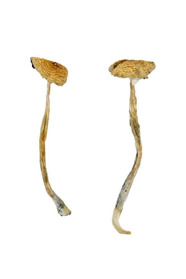 Nepal Chitwan mushroom