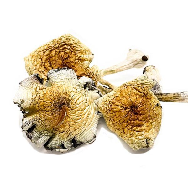 Alacabenzi Cubensis Magic Mushrooms